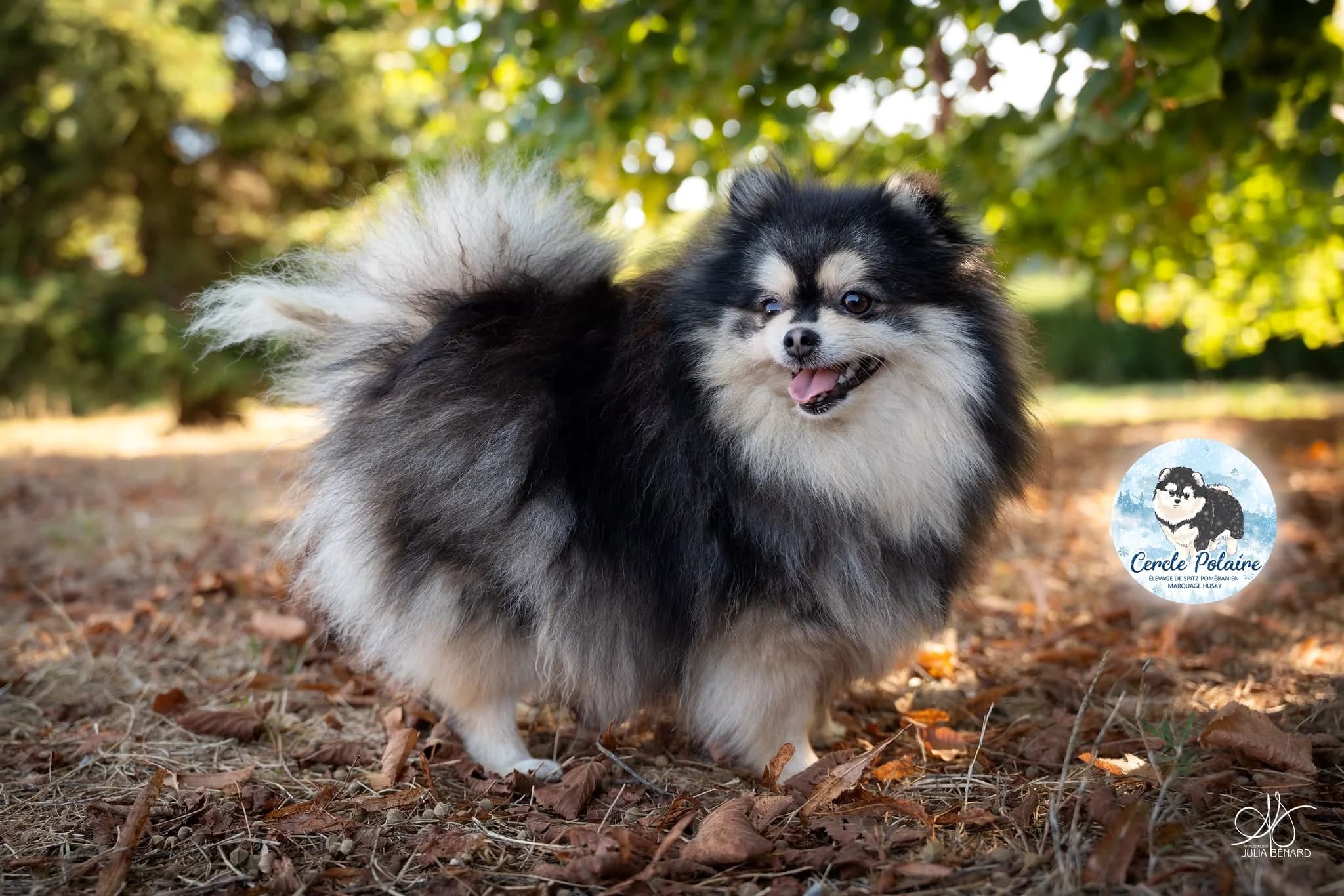 Spitz nain Poméranien élevé au sein de Cercle Polaire