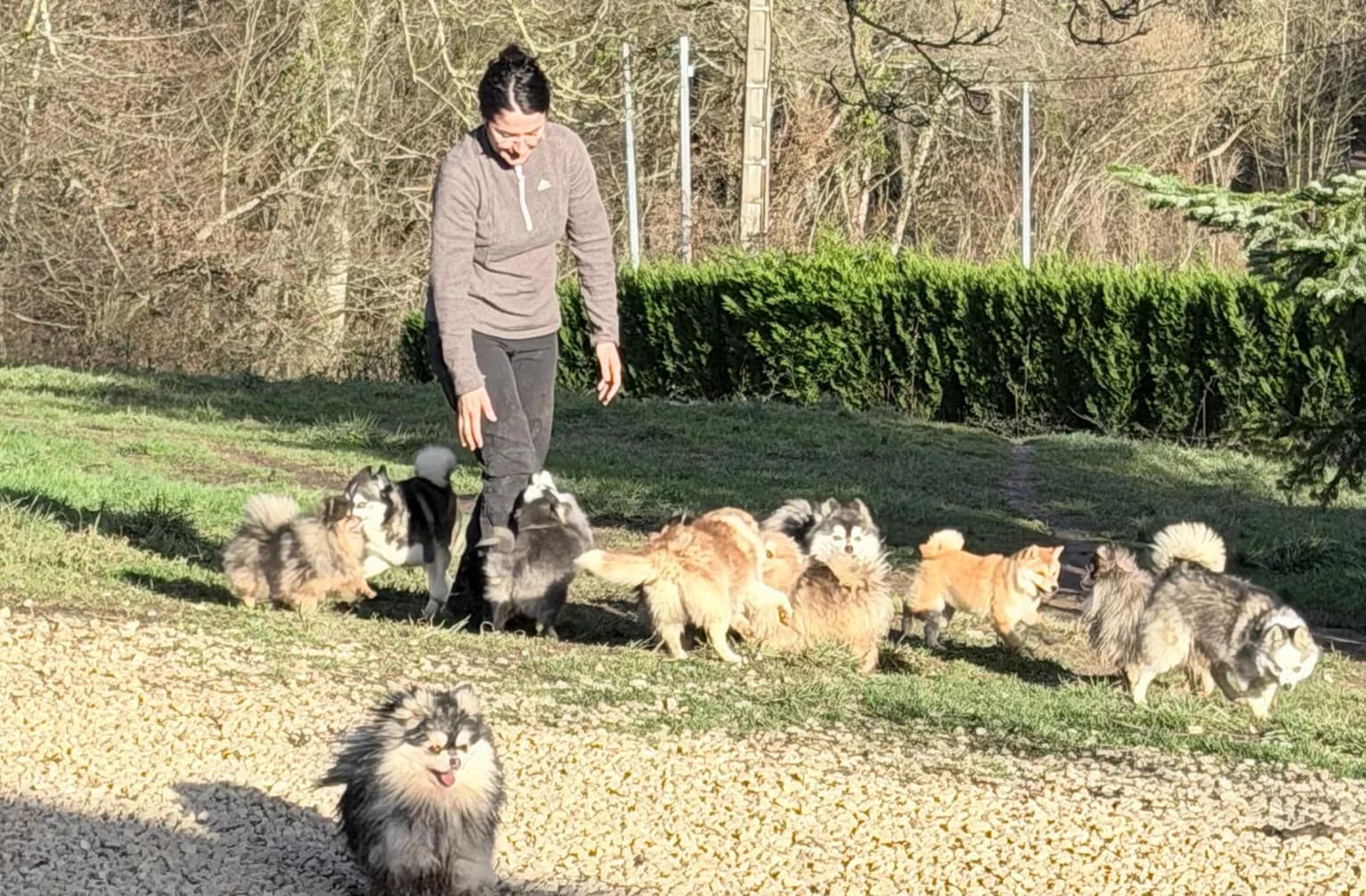 Spitz nain Poméranien observant son environnement en extérieur