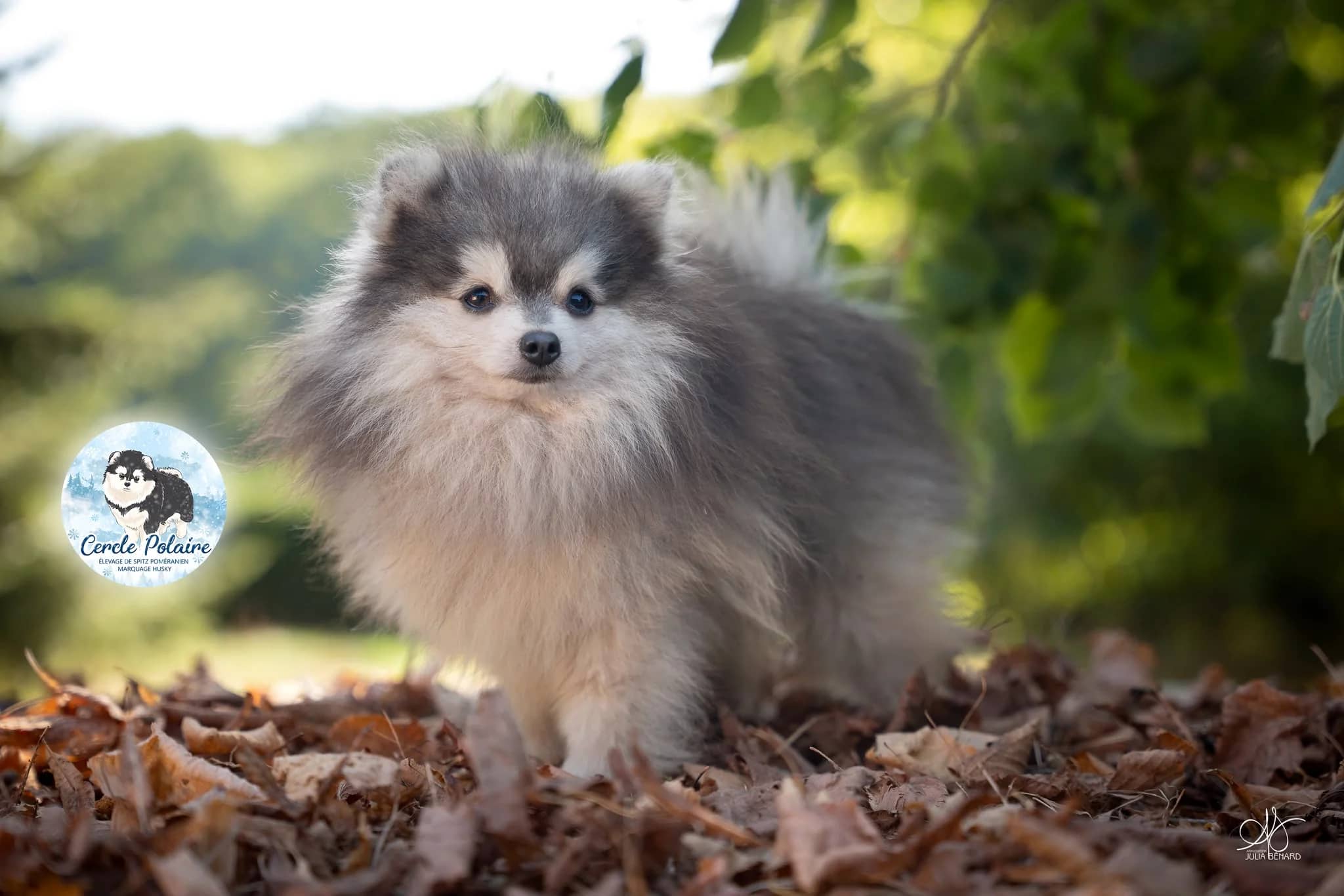 Inuk, mâle Spitz nain Poméranien marquage husky bleu et blanc - photo 1