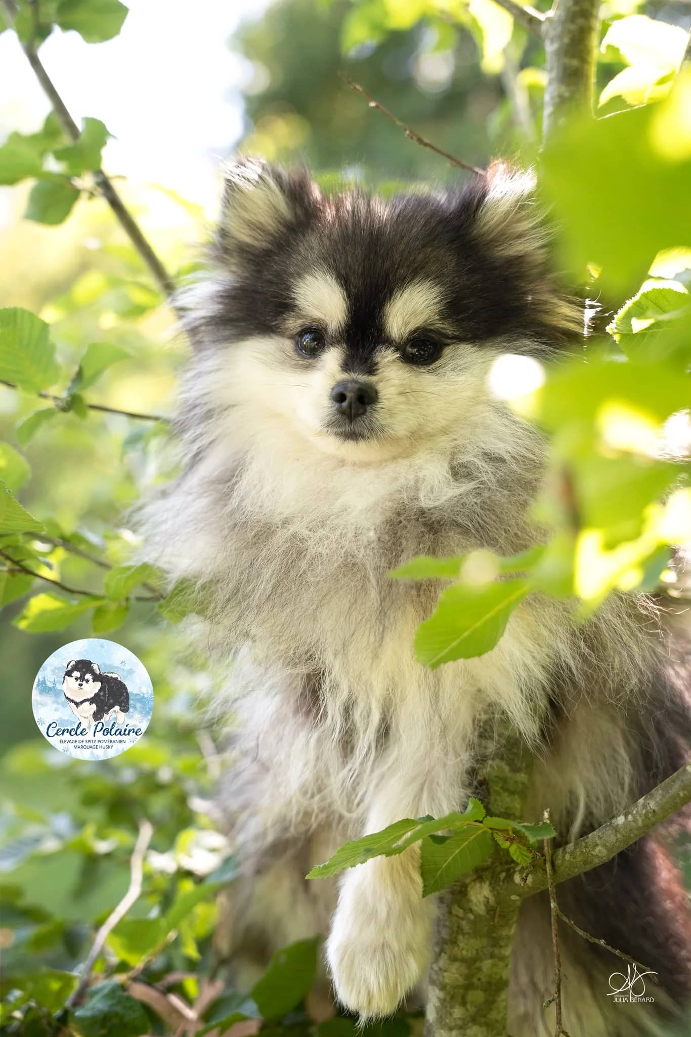 Legend, mâle Spitz nain Poméranien marquage husky noir et blanc - photo 1