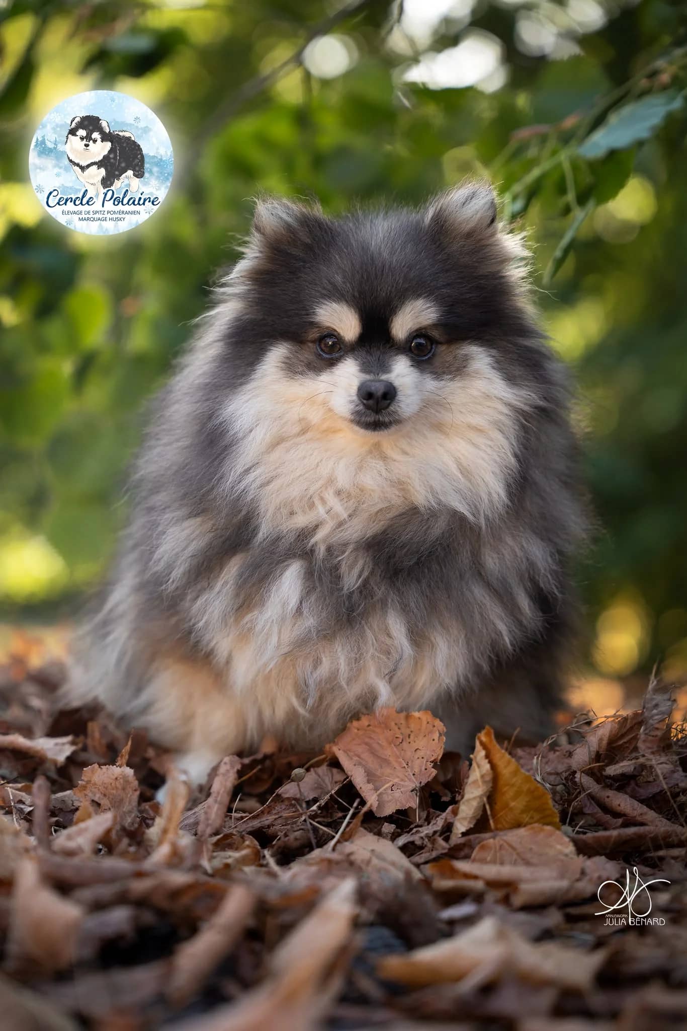 Willow, femelle Spitz nain Poméranien marquage husky bleue et blanche - photo 1